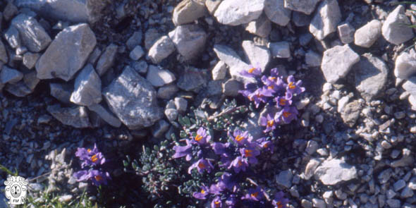 meteotulles
