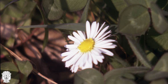 meteotulles